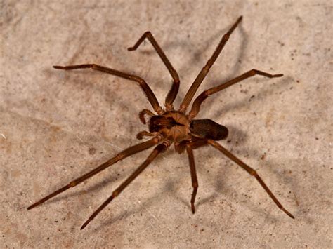 The Arizona Brown Spider University Termite And Pest Control Inc