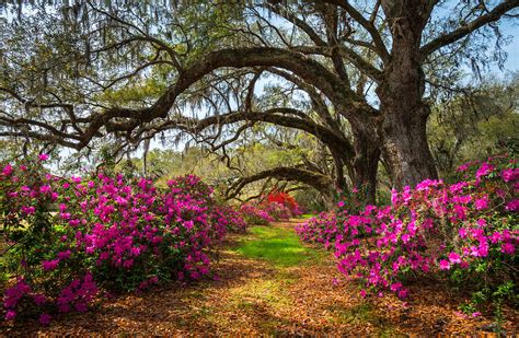 Charleston Sc Spring Flowers Scenic Landscape South Carolina Photograph