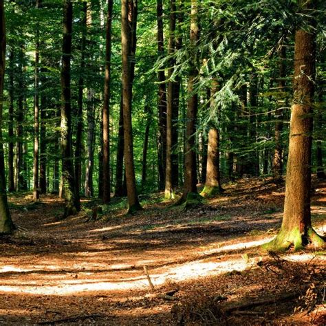 8 Most Beautiful Forests In Germany You Have To Visit Beautiful