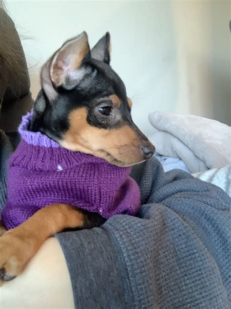 Miniature Pinscher Puppies For Sale Easton Pa 322172