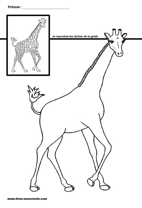 La girafe est un drôle animal,avec son long cou, elle peut voir au si vous posez la question: Site maternelle GS et MS : les taches de la girafe ...