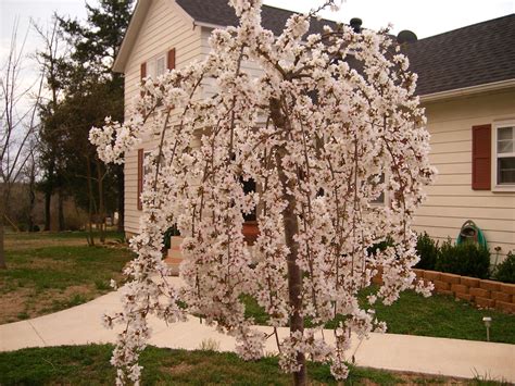 Weeping Cherry Tree Weeping Cherry Tree Sebring Front Yard