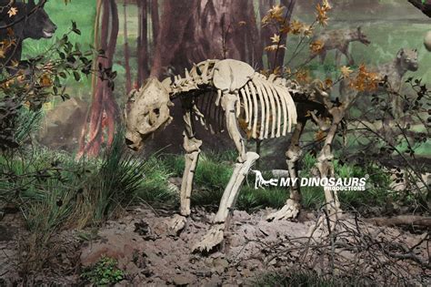 As 043 Fake Giant Panda Skeleton For Sale My Dinosaurs