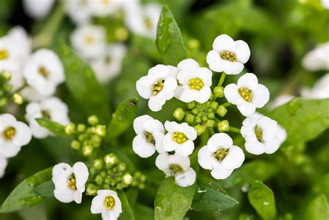 How To Grow And Care For Sweet Alyssum