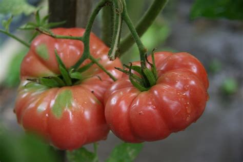 75 Giant Belgium Tomato Seeds For 2016 Heirloom Variety