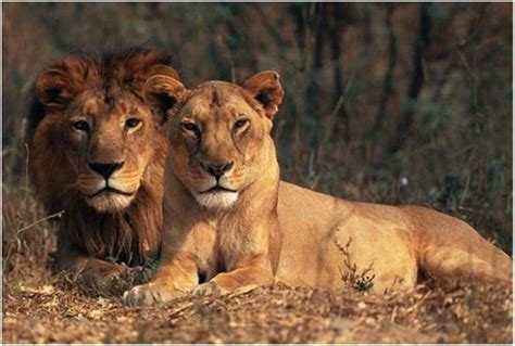 Asiatic Lion Population Rises By 27 In Five Years Wildlife Planet