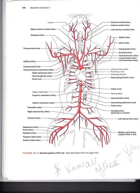 Internal jugular, external jugular, anterior jugular, subclavian and brachiocephalic veins nerves: Jennifer Kersey E-Portfolio Bio211: 2011-04-10