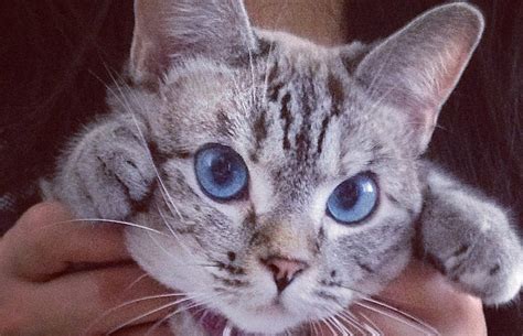 Nala Cat On Instagram Best Friends Animal Society Save Them All