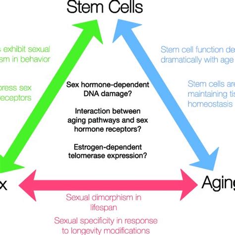 potential interactions between stem cells aging and sex download scientific diagram
