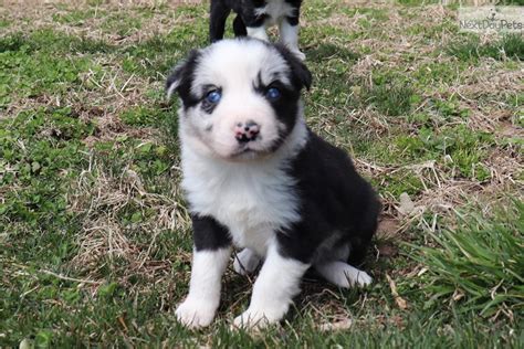 Check out our breed border collies require an enormous amount of exercise daily. Starbuck: Border Collie puppy for sale near Springfield, Missouri. | a9a2c66c-d251