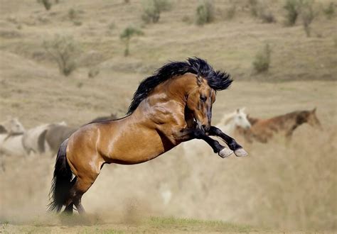 Starting this month, the bureau is trying to make wild mustang adoptions more attractive by paying $1,000 to those who take in the animals, which are gathered up from public land in the. Image result for Wild Mustang Horses | Wild horses ...