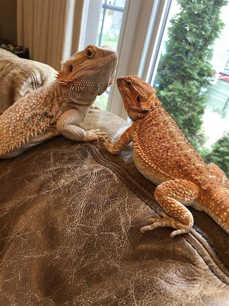 20 Cute Facts About Bearded Dragons Discover Walks Blog
