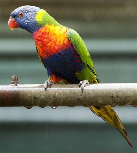 Look Out For Rainbow Lorikeets In The Bridgetown Area Agriculture And