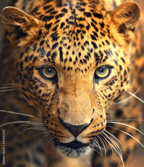 Leopard Portrait Stock Photo Adobe Stock