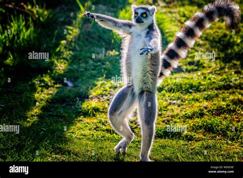 Ring Tailed Lemur Is Dancing On Green Grass He Plays And Performs