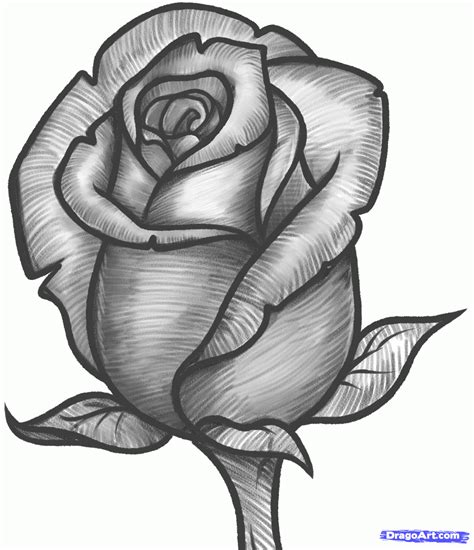 Drawings Of Roses