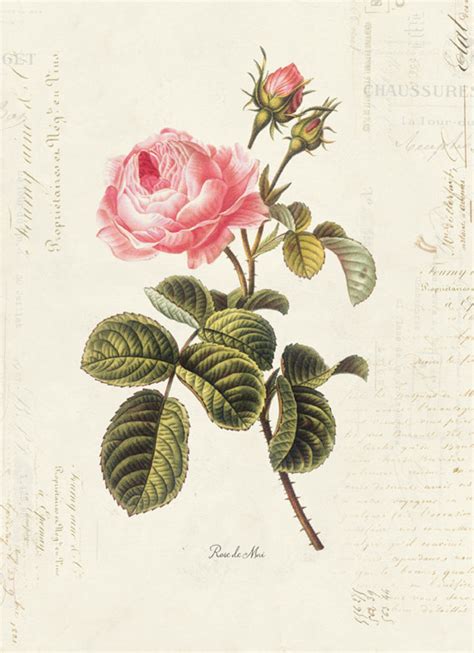 Vintage Botanical Flower Rose On French Ephemera Print 8x10 Etsy