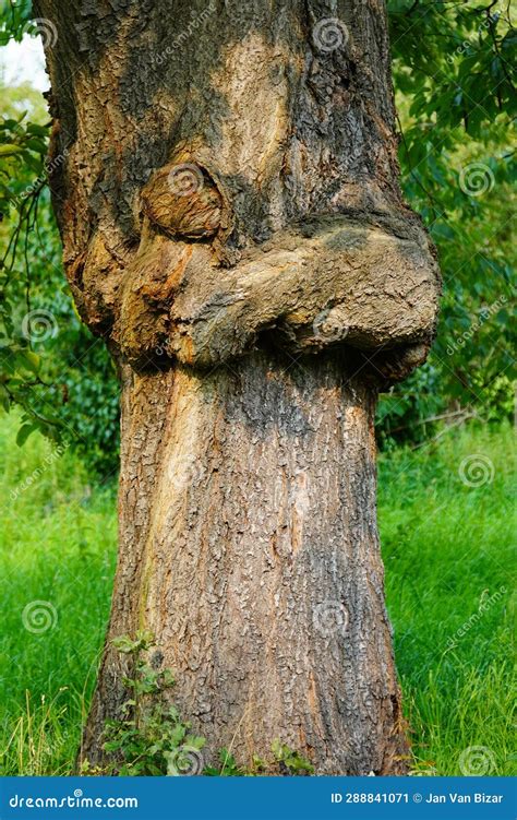 Lumps And Growths On Trees Tree Cancer Stock Image Image Of Woodland