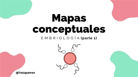 Mapas Conceptuales De Embriología Udocz