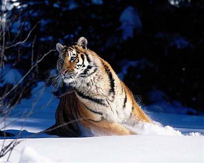Tiger Wallpapers Siberian Hq Maria Posted Animals