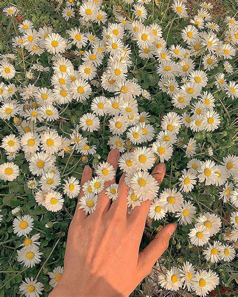 Getting In Touch With Naturewe Love This Shot Of These Gorgeous Daisies By Camelliadreamer