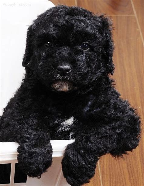 Puppies are well raised with love and with early neurological stimulation as well as being socialized with children. Standard Poodle Puppy | Puppies, Poodle, Puppies for sale