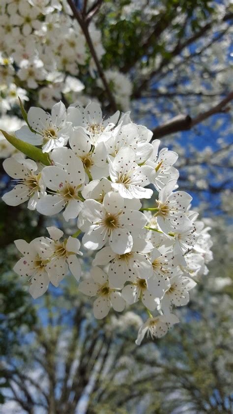 Best White Flowering Crabapple Tree