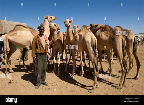 Camel And Goat Market Hargeisa Somaliland Somalia Stock Photo Alamy