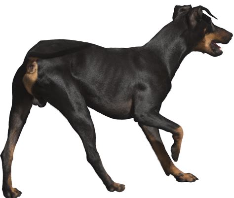 We did not find results for: Animal PNG free resources download collection