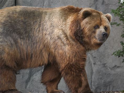Filekodiak Bear In Germany Wikimedia Commons