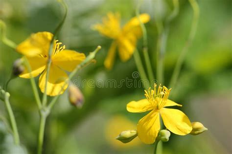 Yellow Greater Celandine Wildflower Inflorescence Stock Photo Image