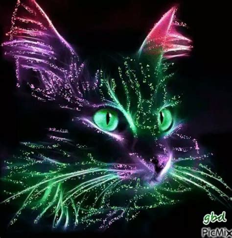 Crazy Cat Lady Crazy Cats Animals And Pets Cute Animals Neon Cat