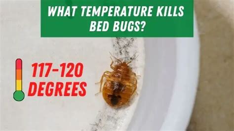 Does Sunlight Kill Bed Bugs Is The Suns Heat Enough