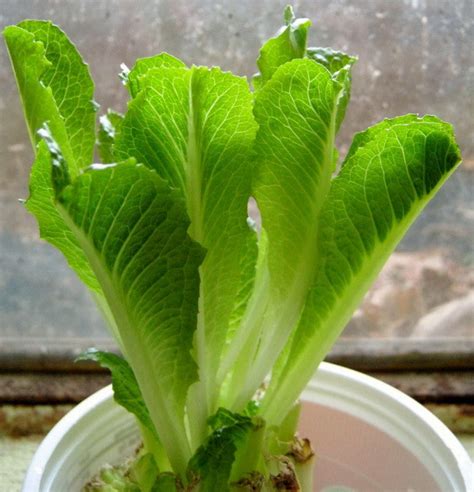 How To Easily Re Grow Romaine Lettuce From A Stump Indoors