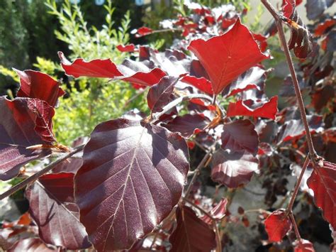 Buy Weeping Purple Or Copper Beech Tree Online Free Uk Delivery Free