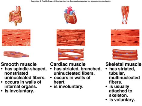 Three Types Of Muscle Tissue Iilyear4 Types Of Muscles Human