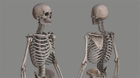Joe Zheng Human Skeleton Male In 2020 Human Skeleton Human