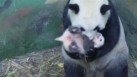 Baby Panda Birth A Must See Youtube
