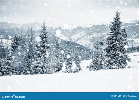 Winter Wonderland With Fir Trees Christmas Greetings Stock Photo
