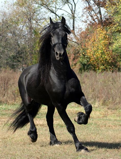 10 Most Expensive Horse Breeds In The World In 2022