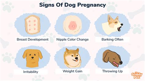 Do Dogs Throw Up When Pregnant 12 Other Signs Of Pregnancy The Goody Pet