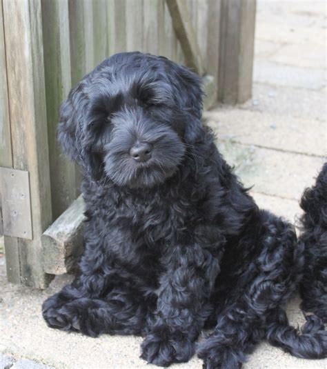 He is the sweetest most loving dog you will ever meet! AnnaBlog!: Why I love Black Labradoodles so much.