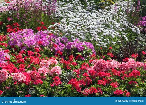 Flowers Ornamental Garden Bed Stock Image Image Of Roses Multicolor