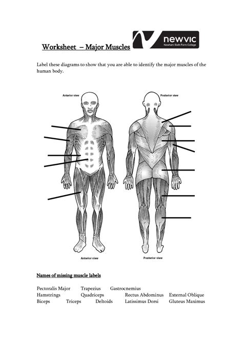 Printable Anatomy Labeling Worksheet With Answers