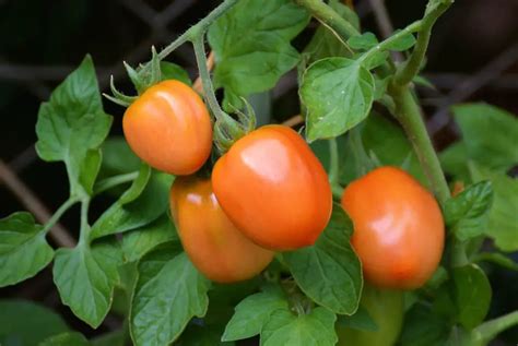 Learn How To Grow Tomatoes With These Simple Tomato Growing Tips