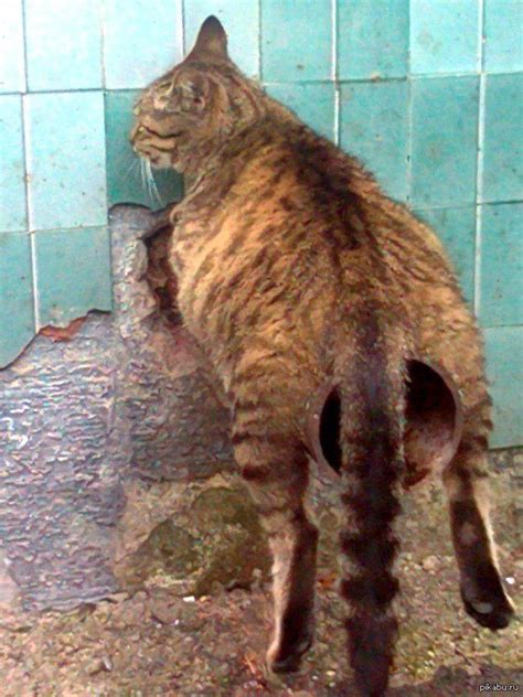 Psbattle Cat Straddling A Gaping Pipe Photoshopbattles