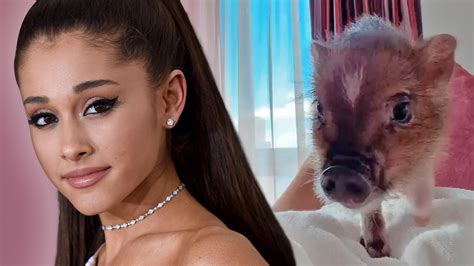 Ariana Grande Ends Social Media Silence With Micro Pig Post Cbbc