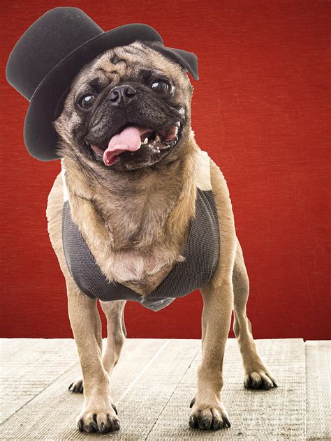 Cute Pug Dog In Vest And Top Hat Photograph By Edward Fielding Pixels