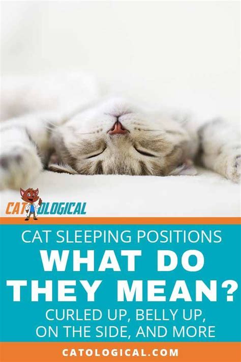 Cats' sleeping positions can reveal a lot about their personality, health and how they are feeling. Cat Sleeping Position Meanings: What Does Belly Up Or ...