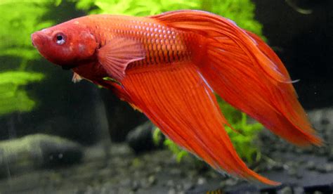 Betta fish, also referred to as siamese fighting fish are commonly kept as pets within one's office or home. Common Betta Fish Disease Symptoms - Japanesefightingfish.org